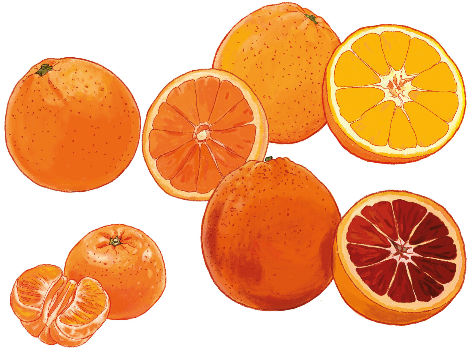illustra-OliviaAloisi_MigrosMagazin_Schaufenster_Orangen