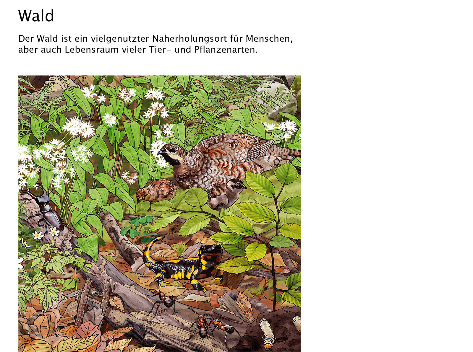 illustra-OliviaAloisi_ProNatura_Wimmelbuch_02_Titel
