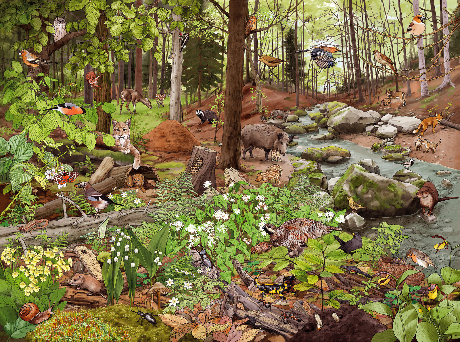 illustra-OliviaAloisi_ProNatura_Wimmelbuch_02_Wald
