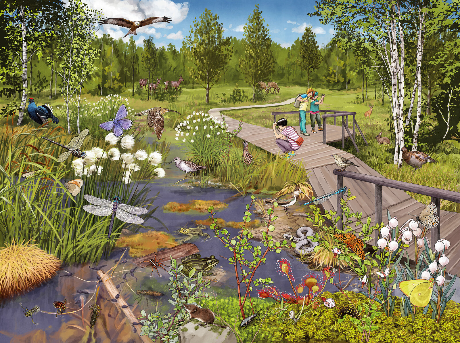 illustra-OliviaAloisi_ProNatura_Wimmelbuch_03_Hochmoor