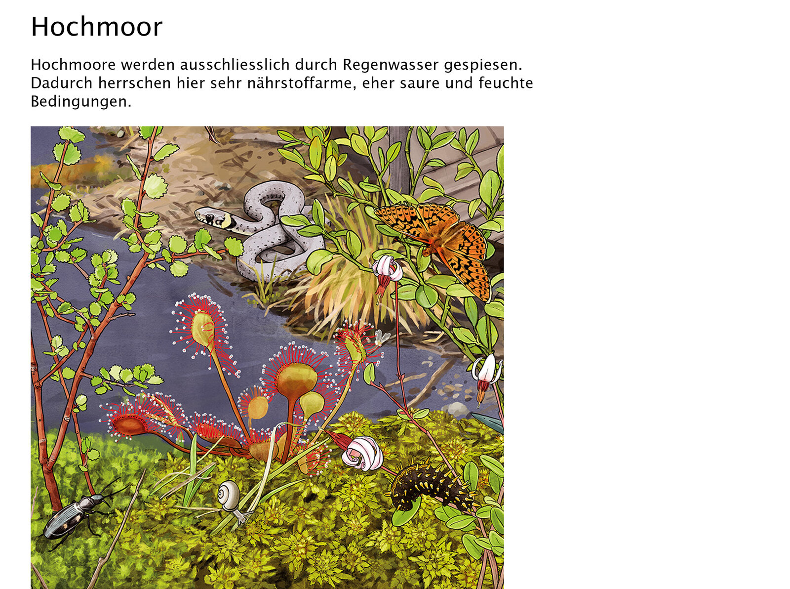 illustra-OliviaAloisi_ProNatura_Wimmelbuch_03_Titel