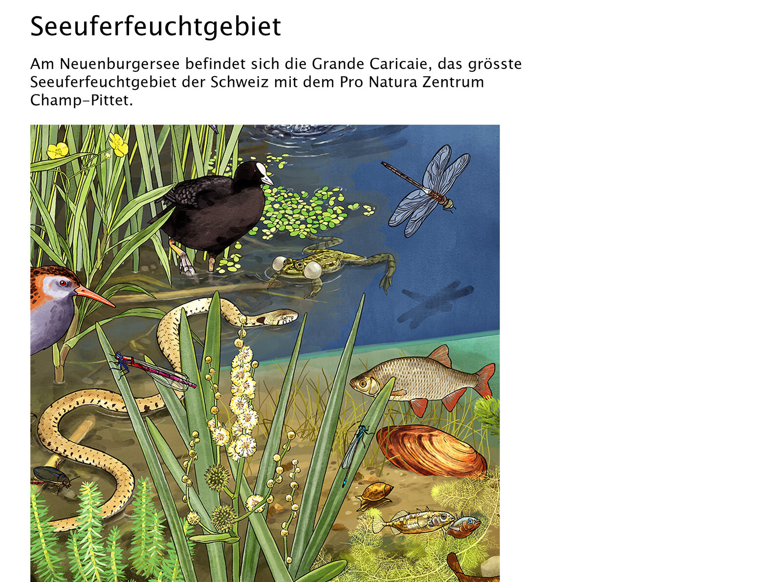 illustra-OliviaAloisi_ProNatura_Wimmelbuch_04_Titel