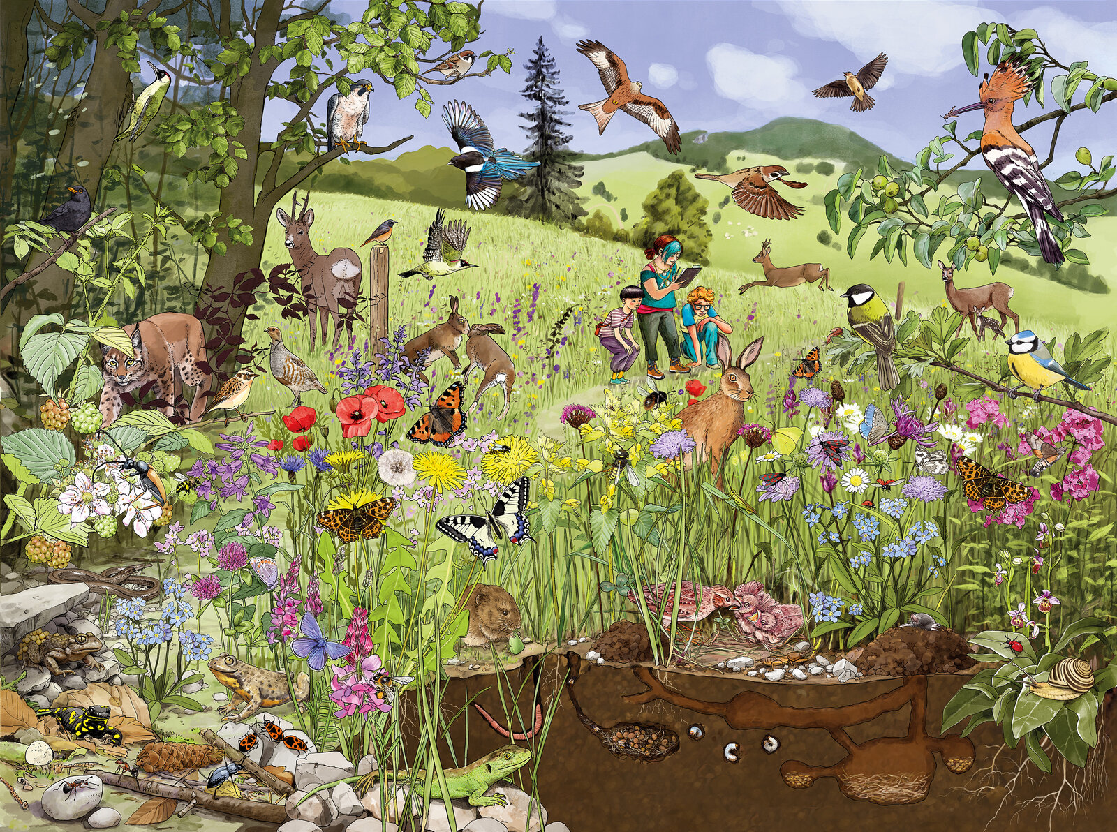 illustra-OliviaAloisi_ProNatura_Wimmelbuch_05_Blumenwiese