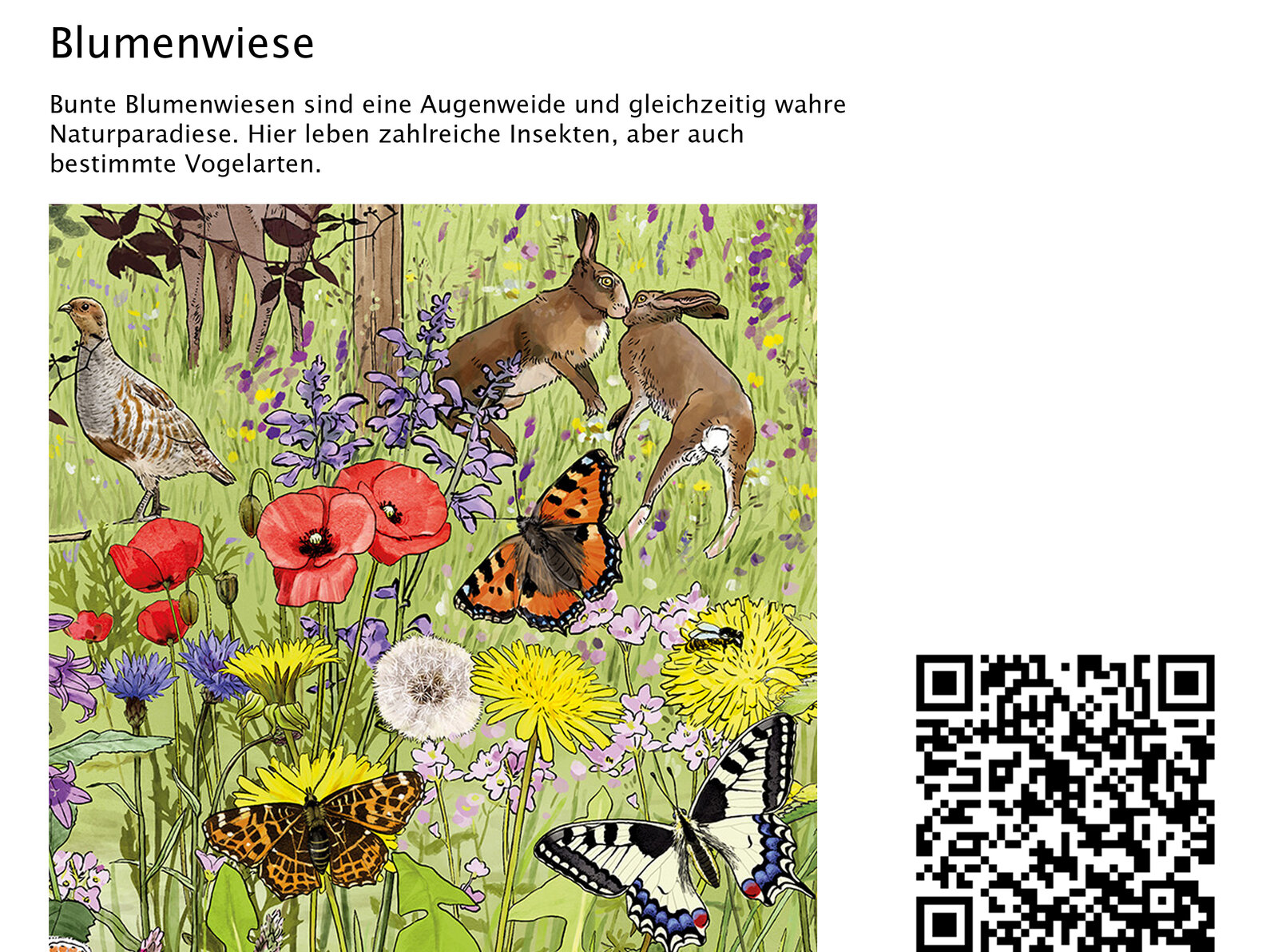 illustra-OliviaAloisi_ProNatura_Wimmelbuch_05_Titel_QR