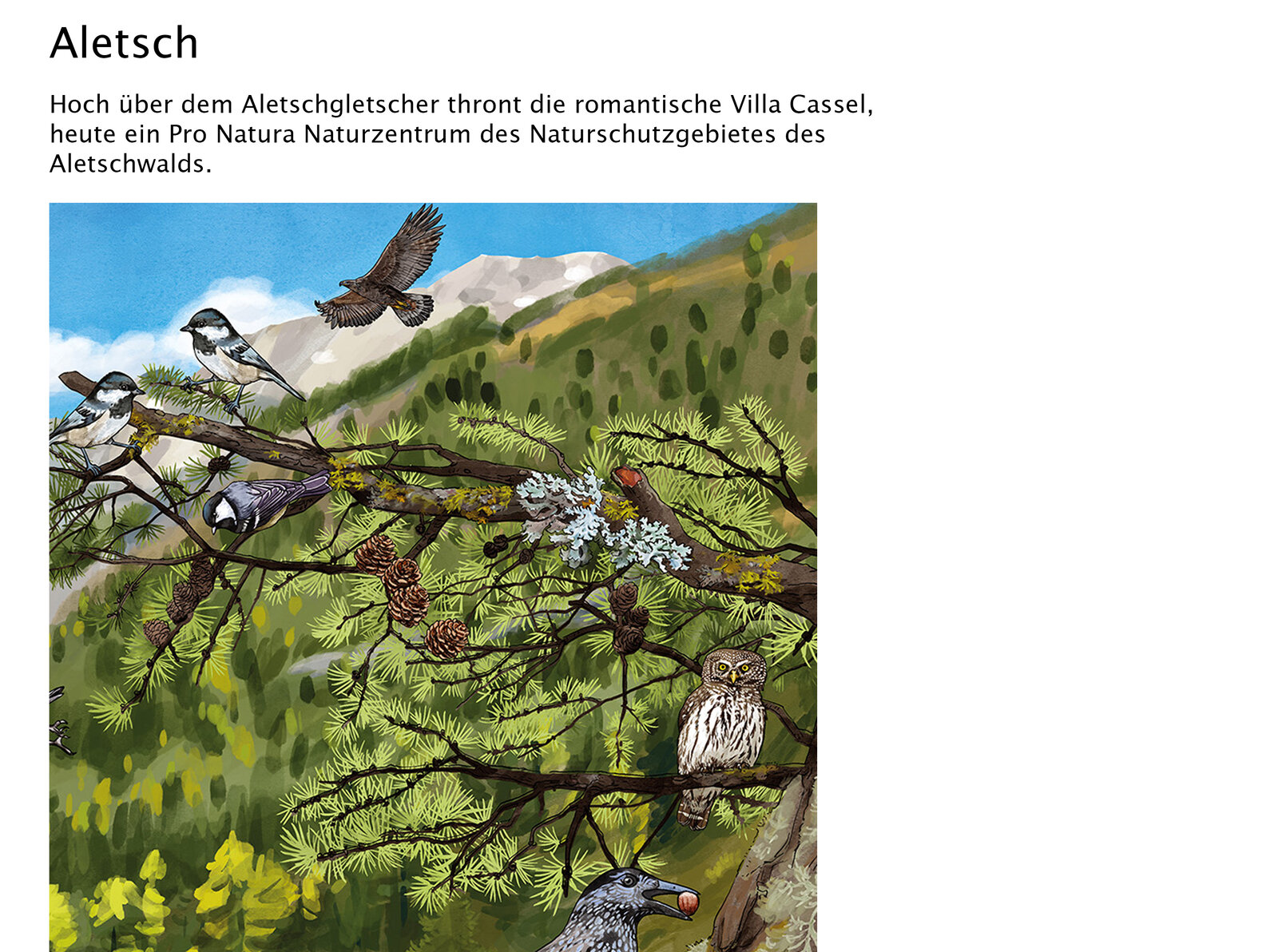 illustra-OliviaAloisi_ProNatura_Wimmelbuch_06_Titel