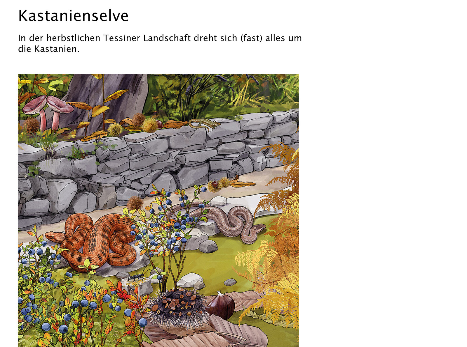 illustra-OliviaAloisi_ProNatura_Wimmelbuch_07_Titel