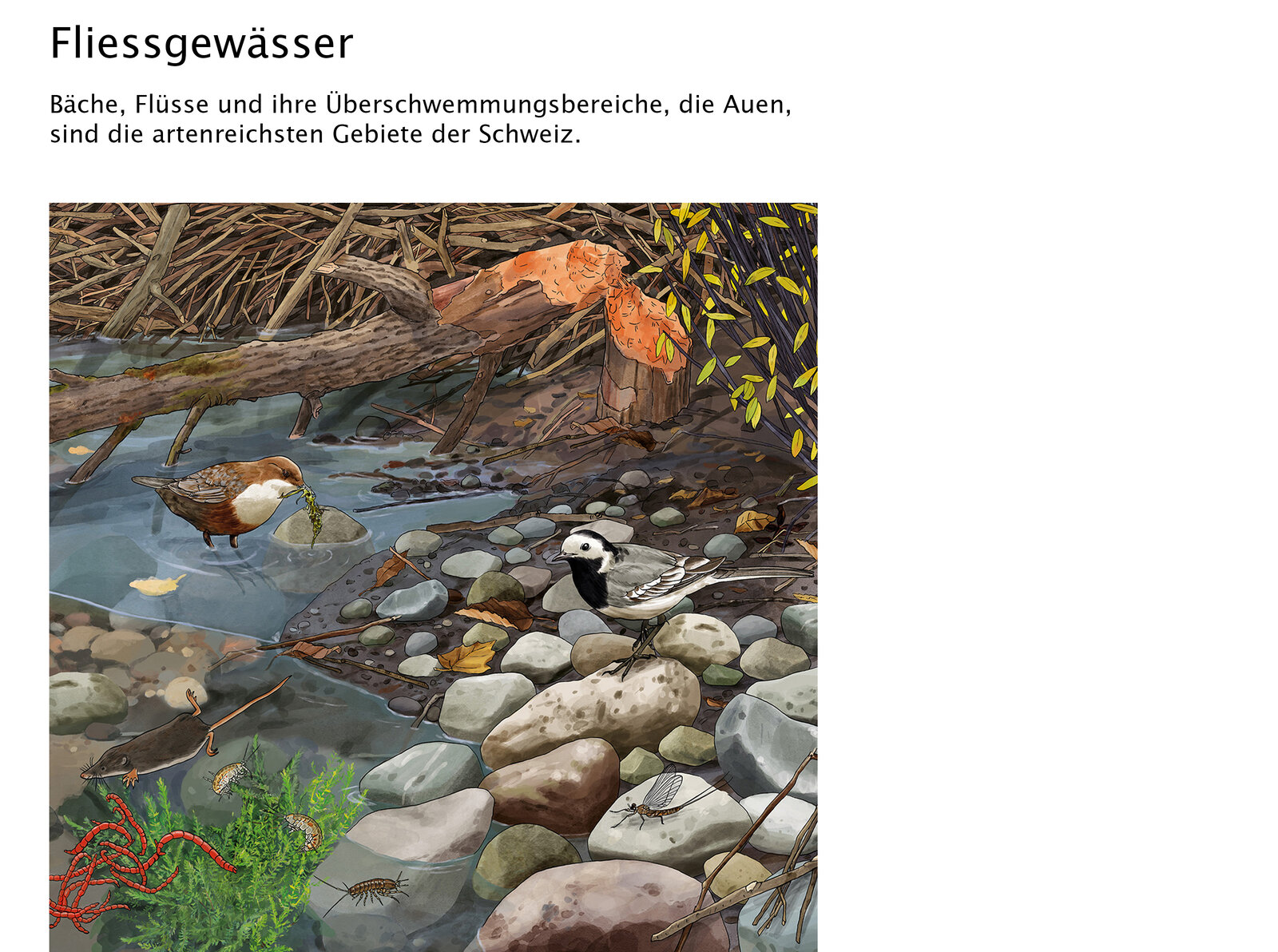 illustra-OliviaAloisi_ProNatura_Wimmelbuch_08_Titel_1