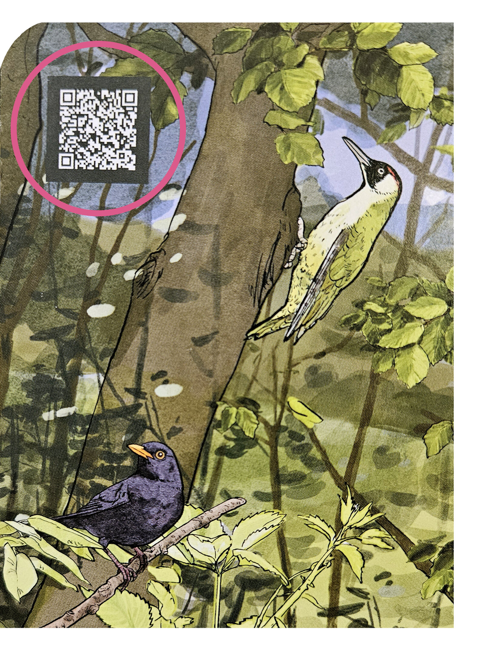 illustra-OliviaAloisi_ProNatura_Wimmelbuch_QR