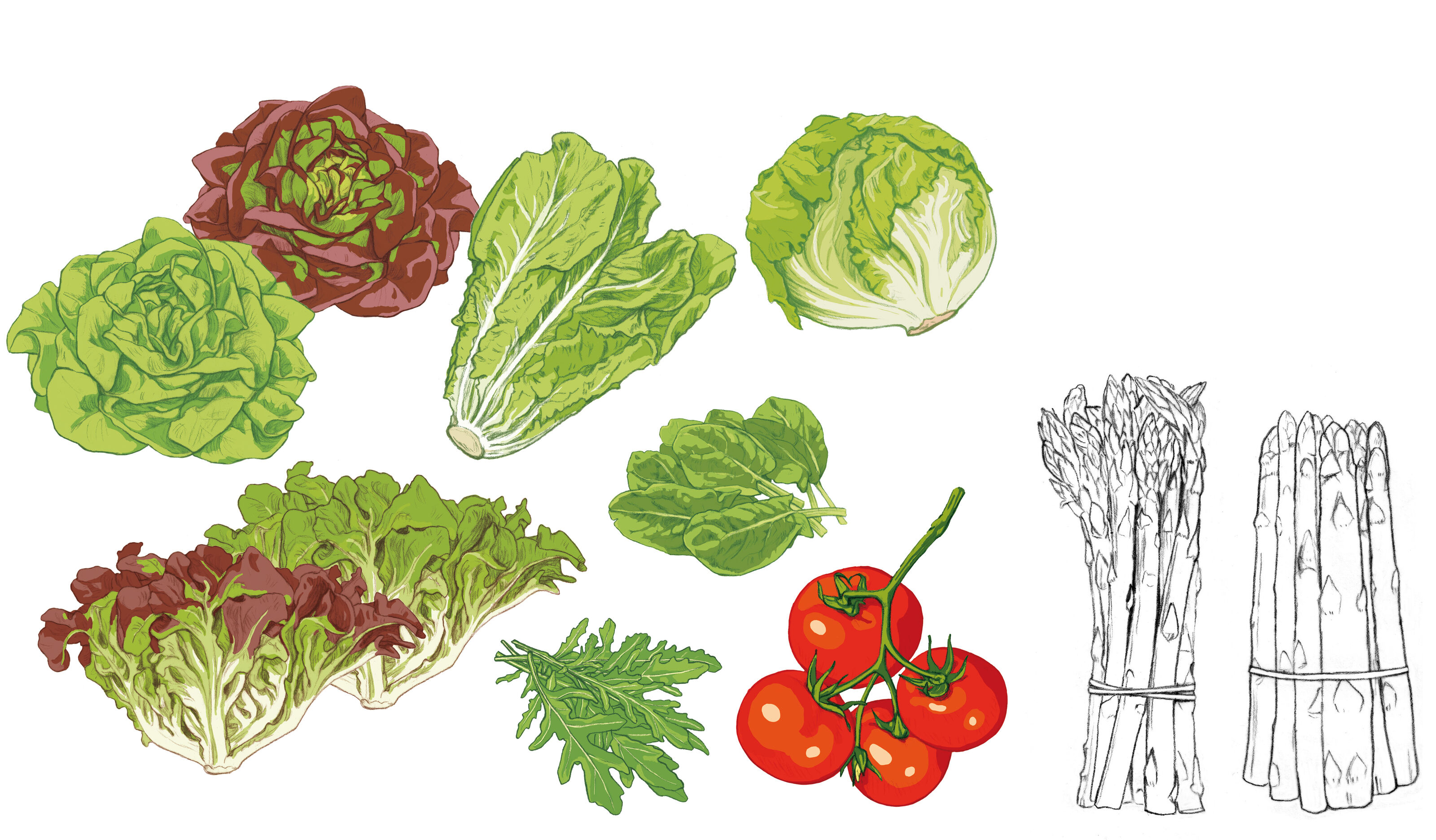 illustra-OliviaAloisi_MigrosMagazin_Schaufenster_Salate_Spargeln