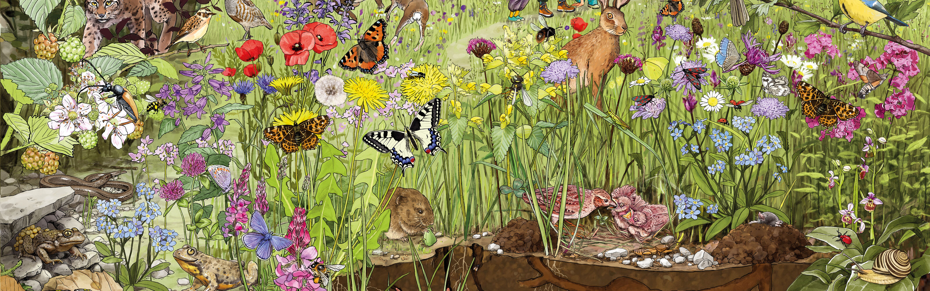 illustra-OliviaAloisi_ProNatura_Wimmelbuch_Einstieg